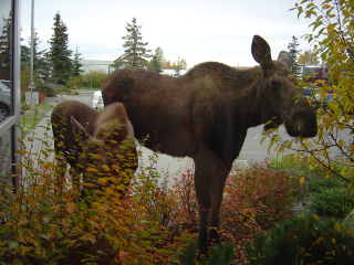 mother moose and moose calf